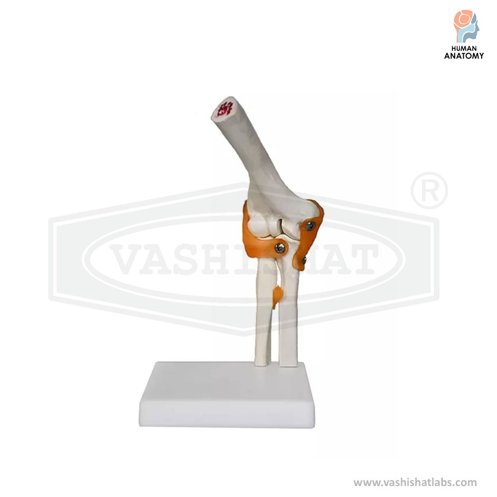 Human Elbow Joint Model With Ligament 